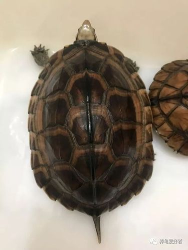 纯正的越南种南石龟,要怎样辨认呢?