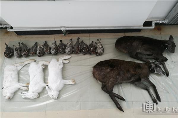 视频大兴安岭警方破获特大非法猎捕濒危野生动物案