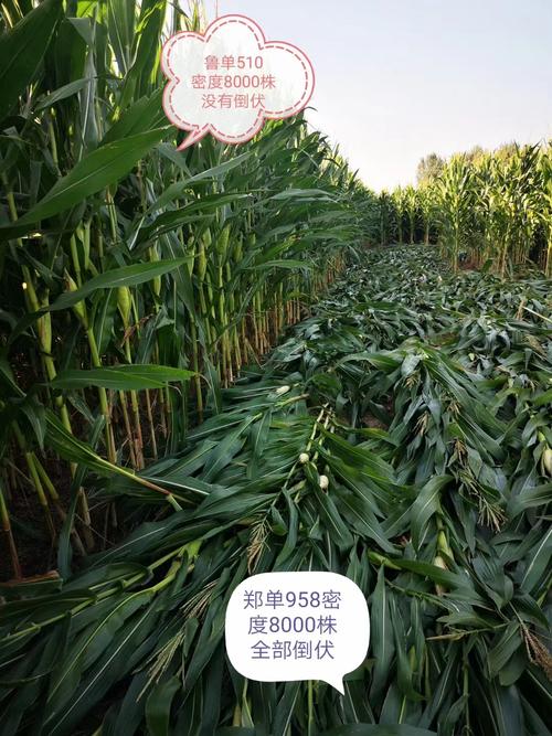 华成种业隆重推出鲁单系列新品种---鲁单510