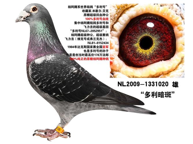 2014-01-1226594 "杨阿腾系世界铭鸽"多利号"超级回血