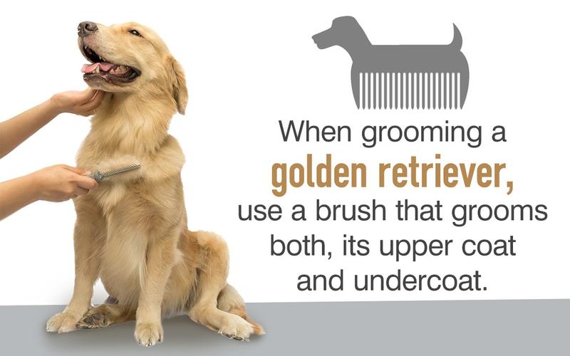 dog grooming golden retriever