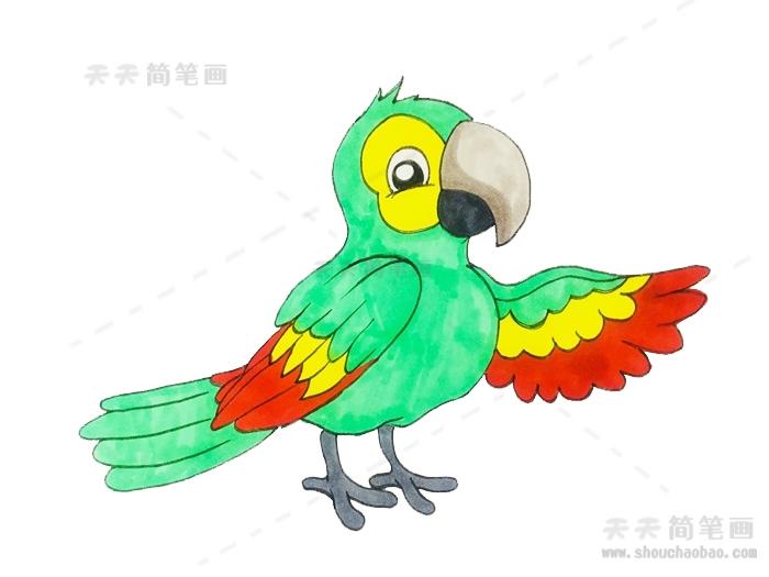 儿童画鹦鹉简单画法,教你一步一步画鹦鹉简笔画