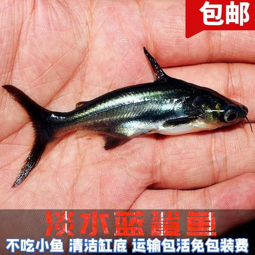 成吉思汗鲨品牌精品汇聚_价格大全 pc版 -最宠网