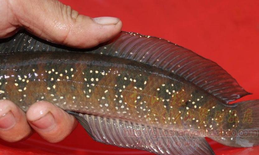 推荐野生山斑鱼雷龙花星鱼洋公鱼鱼点秤