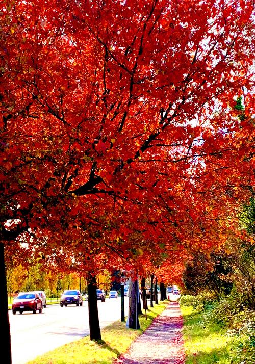 温哥华的秋天 - 枫树覆盖下五彩的画卷