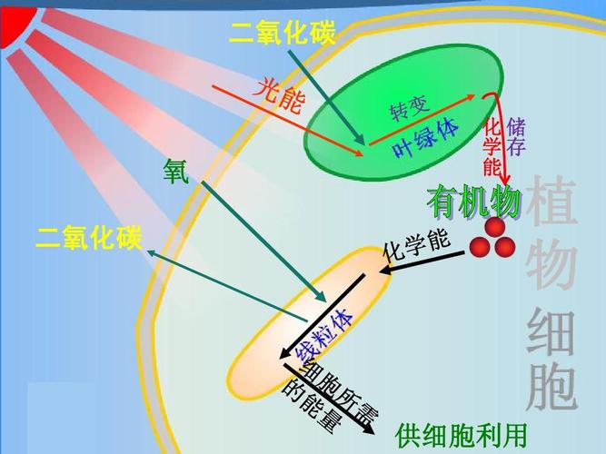 7叶的呼吸作用和蒸腾作用ppt