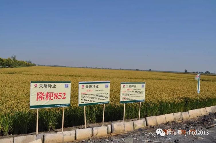 天隆小课堂:最新水稻价格了解一下!
