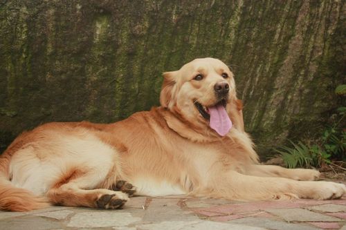 标题:金毛犬小摆的表情系列
