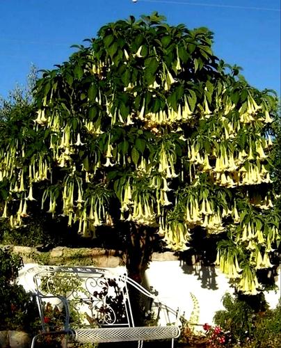 惊艳·你见过树开花吗