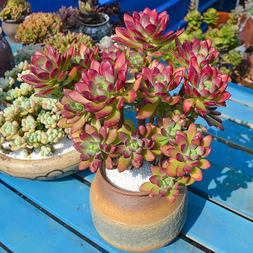 泰曼室内红稚莲群生大老桩云南露养多肉花植物精品盆栽肉肉包邮