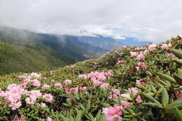 美丽的身影到白马雪山天然的高山杜鹃花园来一场说走就走的旅行吧作者