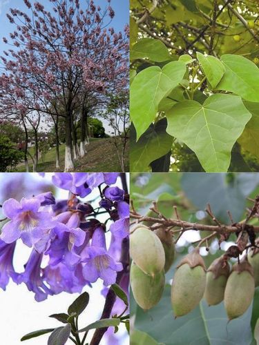 泡桐,梧桐与法国梧桐(落叶乔木)的区别——咏豫北平原常见园林植物14