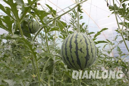 大棚培育的西瓜已经成熟