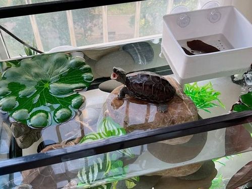 三农乌龟怎么养好它的生活是什么样的