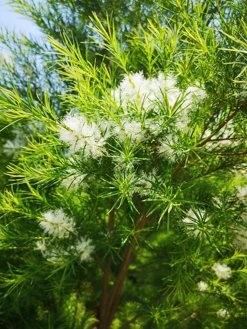 互叶白千层留下最灿烂的笑容