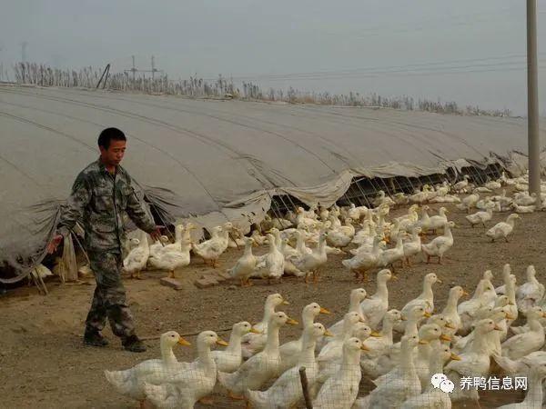 塑料大棚饲养肉鸭的优越性在冬季气候好,太阳普照时尤其明显,但此时