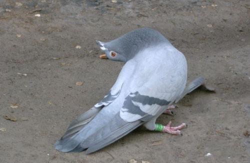 赛鸽新城疫的外观症状