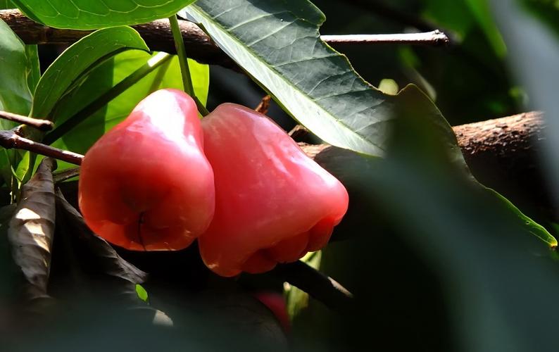 标题:悟色影 《莲雾》