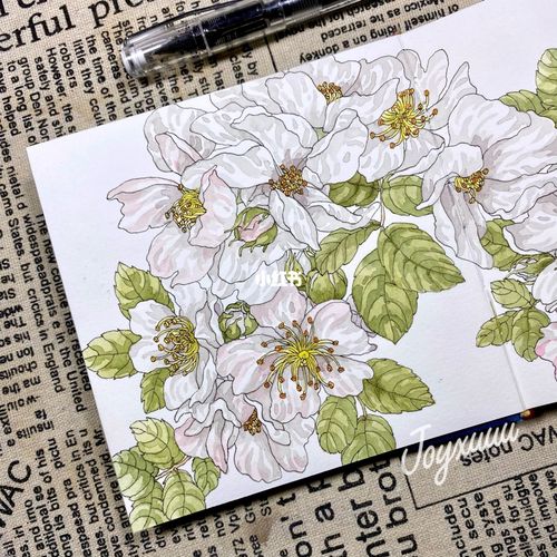 小小蔷薇|水彩手绘_水彩画_蔷薇_手绘_插画_手工制作