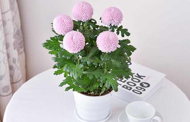 养殖乒乓菊的好处