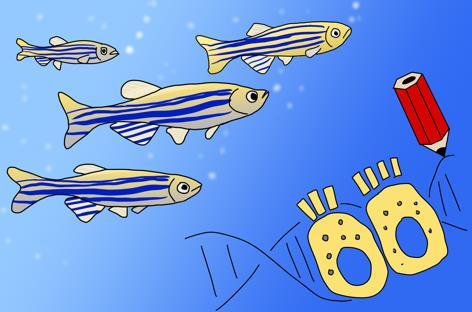 中国科学家建立斑马鱼非感染性肠道