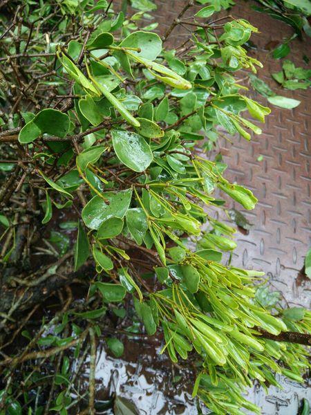 请问这种寄生在龙眼树上的是什么植物?