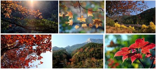 【12月20-21日】新丰云髻山枫叶节赏红叶,泡云天海五星温泉2日游