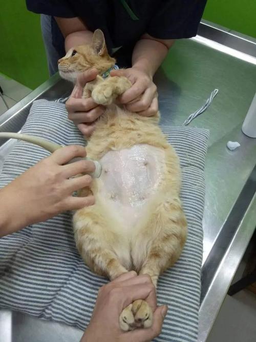 橘猫肚子大被主人抓去验孕,真相竟全是脂肪.|怀孕