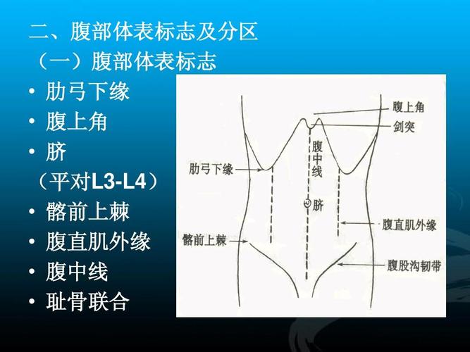 腹上角   脐 平对l3-l4) (平对     髂前上棘   腹直肌外缘   腹中线