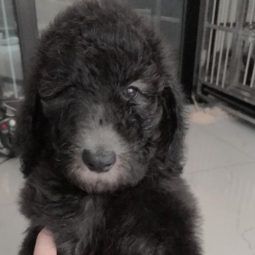 灰色巨贵宝宝,数量不多了,欢迎来秒._宠物_宠物_狗