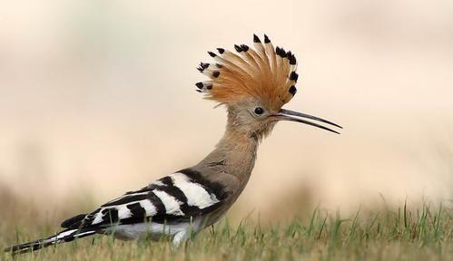 今天【全球不可思议】想带您去看看最美丽的凤头鸟