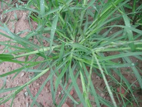 牛筋草别名:扁竹,扁蓄,地扁蓄,牛鞭草