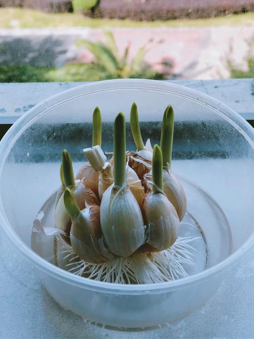 103班8号嵇允浩水培大蒜观察记