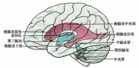 超声为什么要观察胎儿的侧脑室? 增宽会影响胎儿智力吗?
