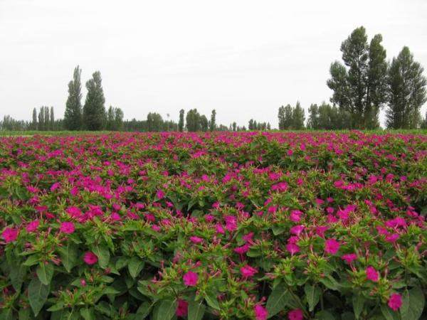 在农村,这种花农民管它叫羊屎蛋子,城里人却花8块钱往脸上抹