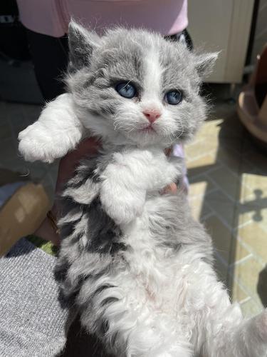 吸着吸着长大了…家养猫爸猫妈的头胎赛凯卷毛矮脚猫