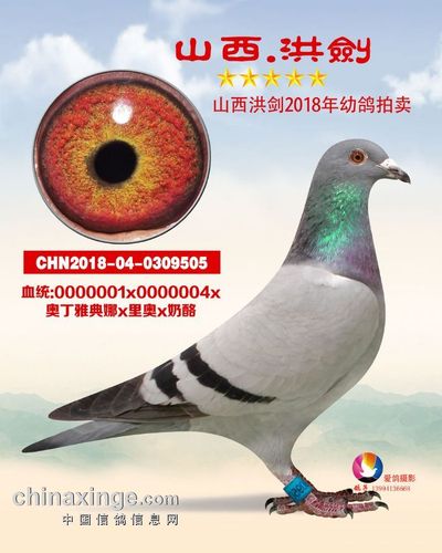 山西洪剑(2)