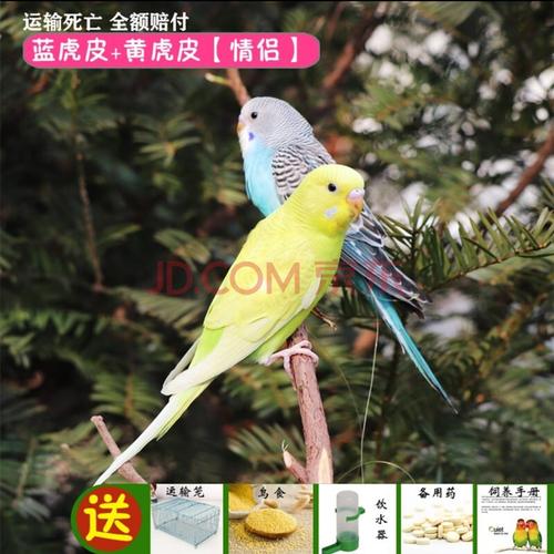 虎皮鹦鹉活体鸟玄凤鹦鹉鸟白斑绿斑活体鸟黄斑蓝斑鹦鹉牡丹鹦鹉玄凤