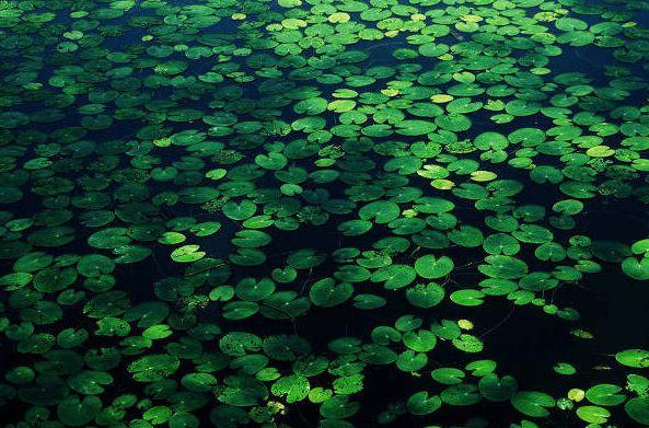 67浮萍人生心有诗意十首浮萍的古诗词带你领略浮萍的诗意