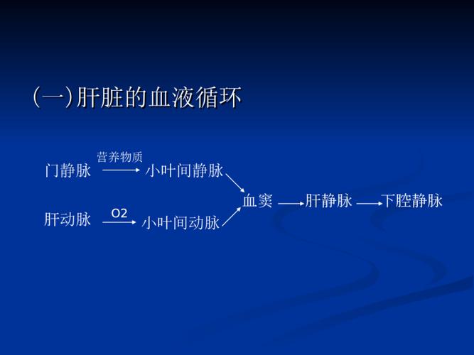 肝脏结构和肝小叶结构 肝脏结构和肝小叶结构 (一)肝脏的血液循环 门