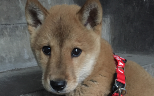 家有中华田园犬之肉松:第一次带小肉松逛街