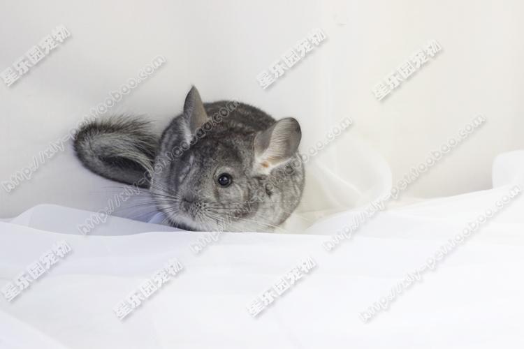 自家繁殖龙猫宝宝标灰浅黑龙猫mmdd 标灰龙猫活体宠物礼物_7折现价500