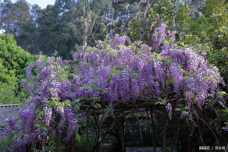 紫藤冬季如何种植防护,注意事项有哪些