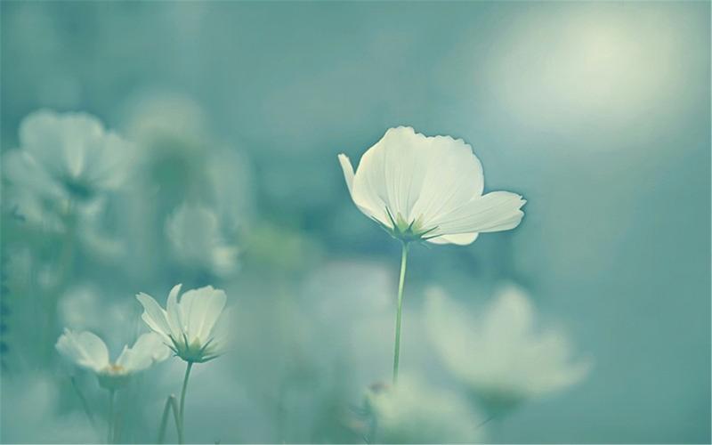 小清新简约花卉好看电脑锁屏背景壁纸