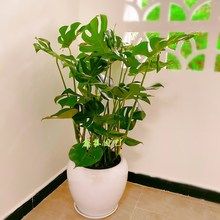 客厅大盆景塑料花北欧oins滴水观音仿真龟背竹盆景小散尾摆件盆栽