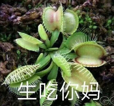 植物沙雕表情包