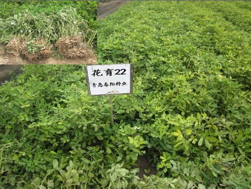 花生品种
