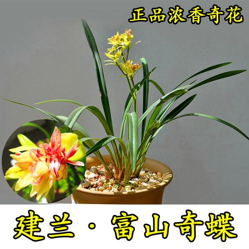 兰花建兰富山奇蝶