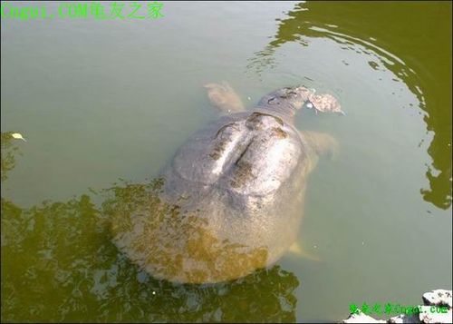上世纪六十年代以来,野生斑鳖已经绝迹,目前在苏州仅存三只,分别存活
