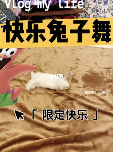 小兔子听到音乐开心疯了_舞蹈_兔子_宠物_宠物其他